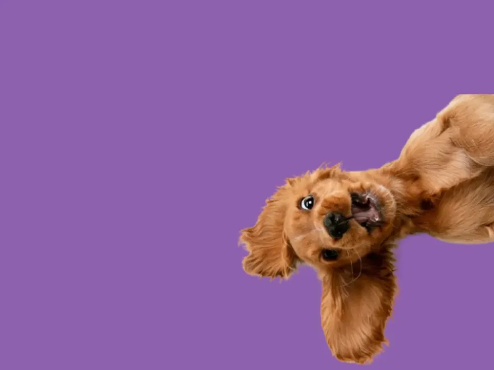 chien tete en bas fond mauve