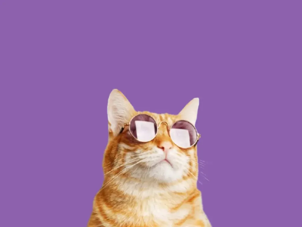 Votre experte en toilettage, éducation canine et bien-être animal (8webp