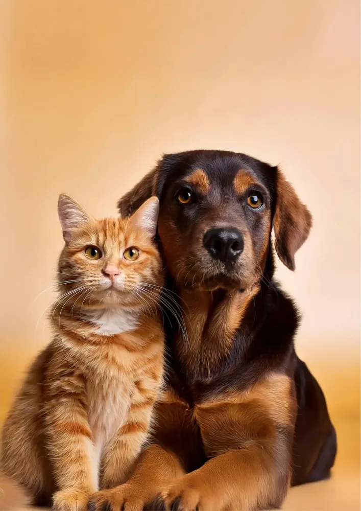 chien et chat à côtwebp