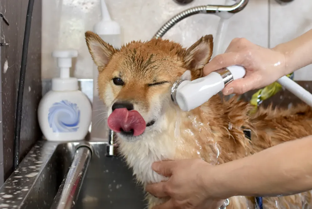 chien shiba toilettage a domicile